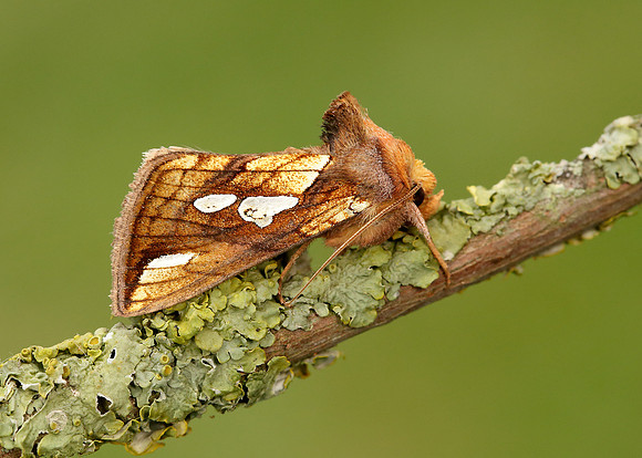 73.022 BF2439 Gold Spot Plusia festucae