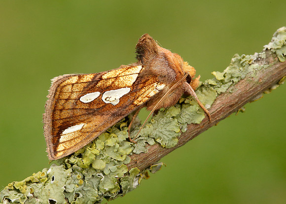73.022 BF2439 Gold Spot Plusia festucae