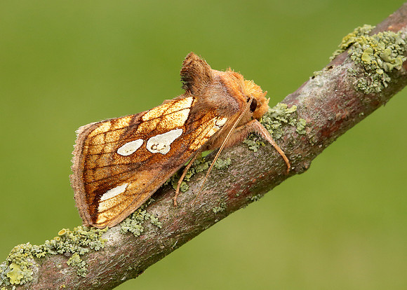 73.022 BF2439 Gold Spot Plusia festucae