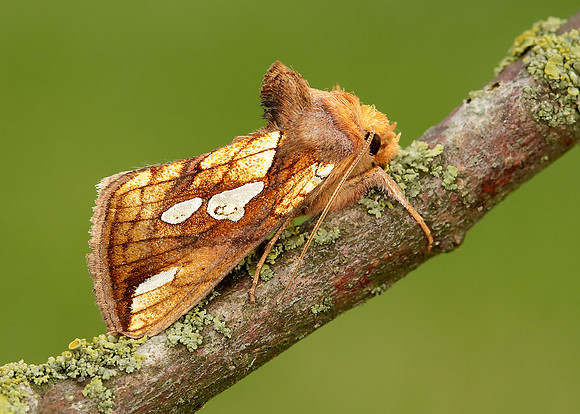 73.022 BF2439 Gold Spot Plusia festucae
