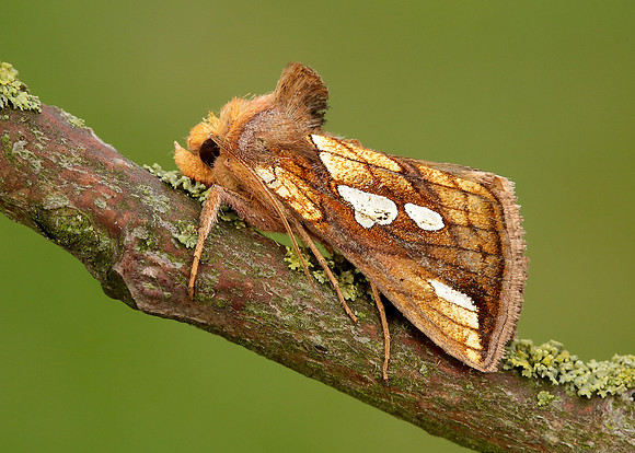 73.022 BF2439 Gold Spot Plusia festucae