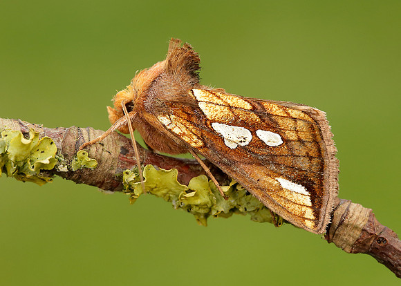 73.022 BF2439 Gold Spot Plusia festucae