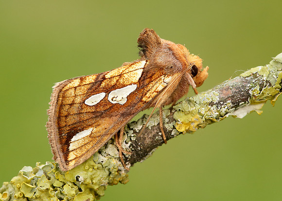 73.022 BF2439 Gold Spot Plusia festucae