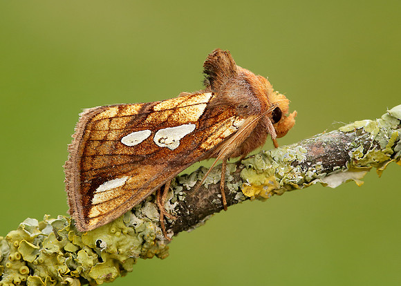 73.022 BF2439 Gold Spot Plusia festucae