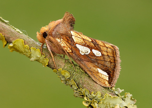 73.022 BF2439 Gold Spot Plusia festucae