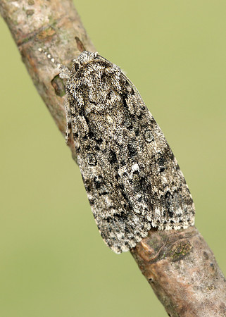 73.045 BF2289 Knot Grass Acronicta rumicis