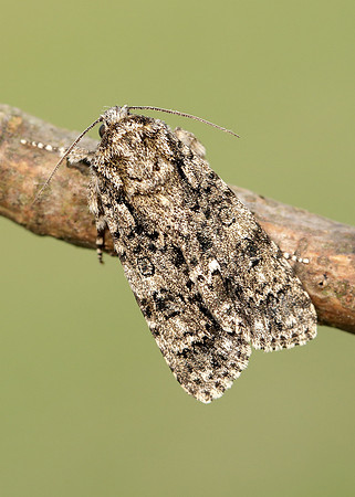 73.045 BF2289 Knot Grass Acronicta rumicis
