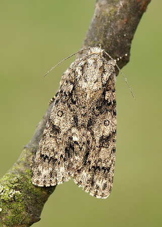 73.045 BF2289 Knot Grass Acronicta rumicis