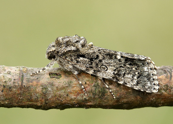 73.045 BF2289 Knot Grass Acronicta rumicis