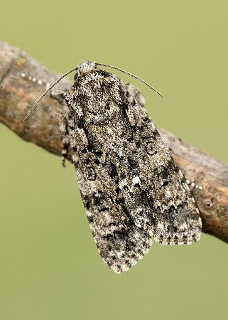 73.045 BF2289 Knot Grass Acronicta rumicis