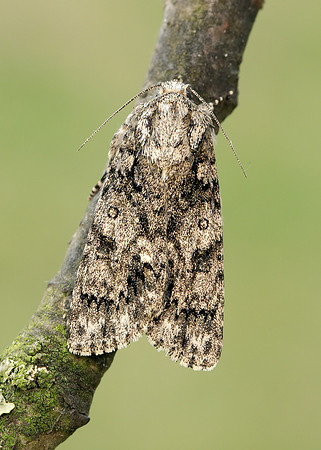 73.045 BF2289 Knot Grass Acronicta rumicis