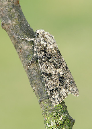 73.045 BF2289 Knot Grass Acronicta rumicis