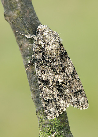 73.045 BF2289 Knot Grass Acronicta rumicis