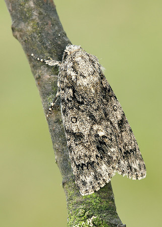 73.045 BF2289 Knot Grass Acronicta rumicis