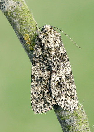 73.045 BF2289 Knot Grass Acronicta rumicis
