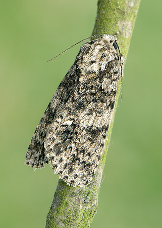 73.045 BF2289 Knot Grass Acronicta rumicis