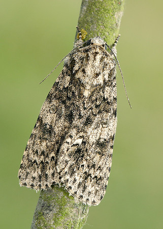 73.045 BF2289 Knot Grass Acronicta rumicis