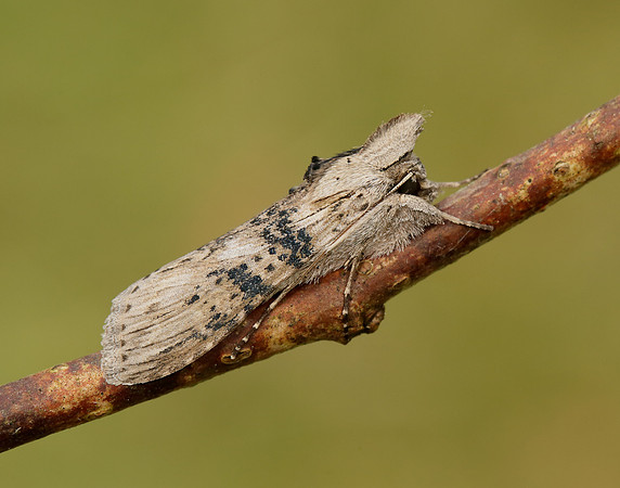 73.050 BF2211 Wormwood Cucullia absinthii