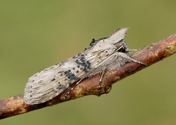 73.050 BF2211 Wormwood Cucullia absinthii