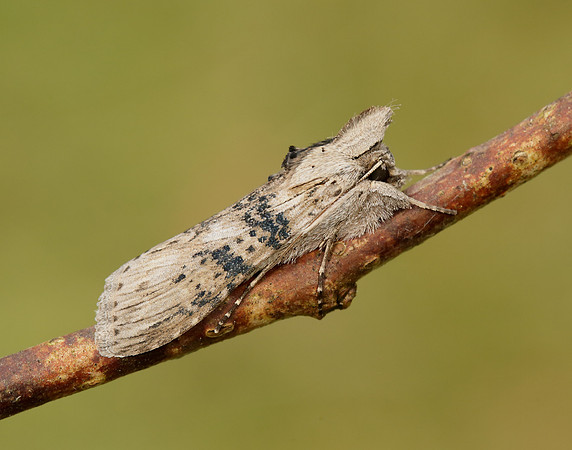 73.050 BF2211 Wormwood Cucullia absinthii
