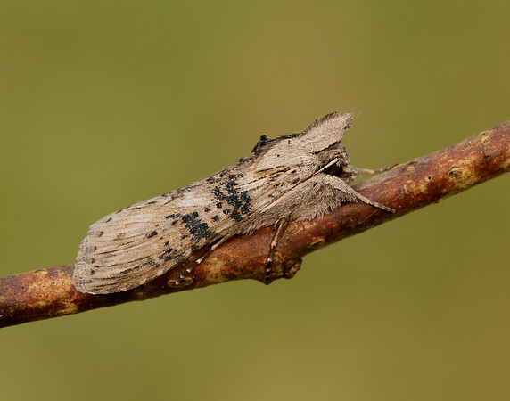 73.050 BF2211 Wormwood Cucullia absinthii