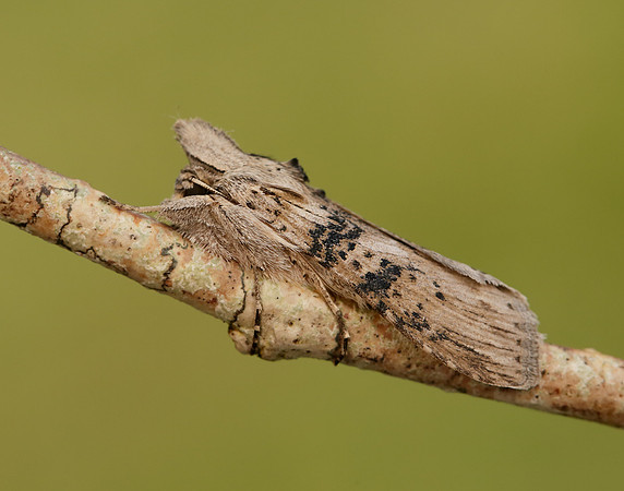 73.050 BF2211 Wormwood Cucullia absinthii
