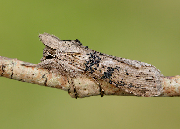 73.050 BF2211 Wormwood Cucullia absinthii
