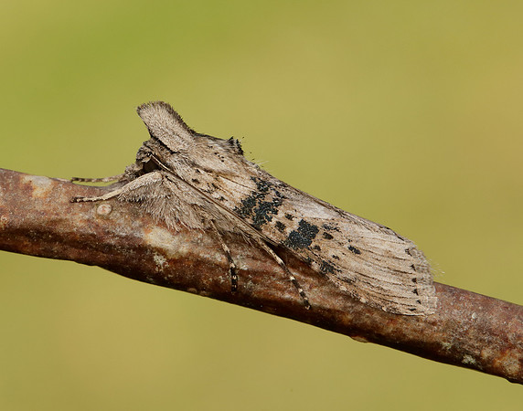 73.050 BF2211 Wormwood Cucullia absinthii