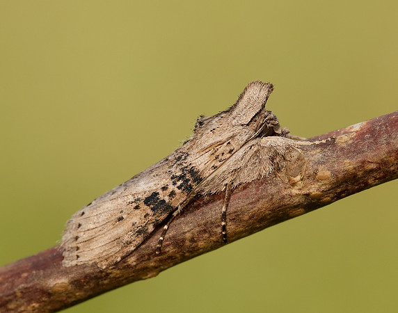 73.050 BF2211 Wormwood Cucullia absinthii