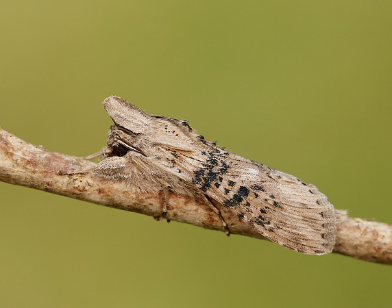 73.050 BF2211 Wormwood Cucullia absinthii