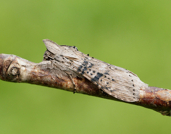73.050 BF2211 Wormwood Cucullia absinthii