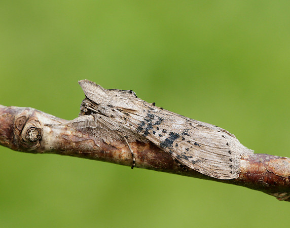 73.050 BF2211 Wormwood Cucullia absinthii
