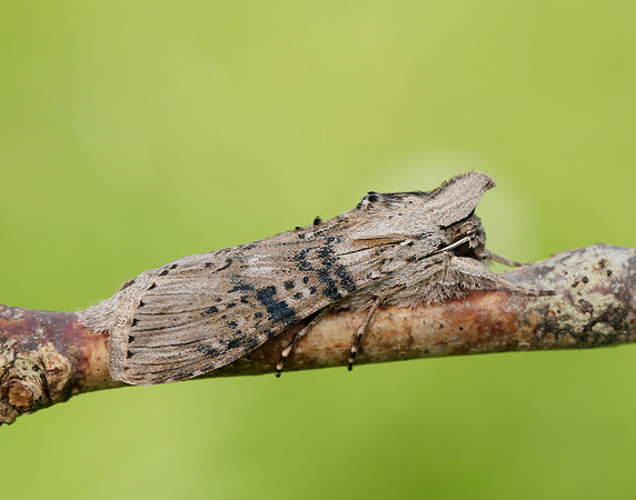 73.050 BF2211 Wormwood Cucullia absinthii