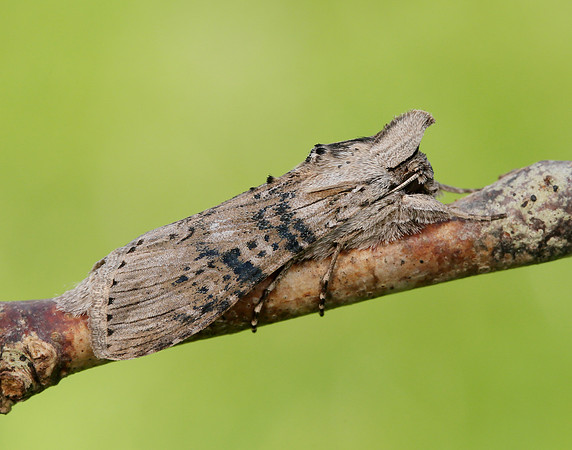 73.050 BF2211 Wormwood Cucullia absinthii