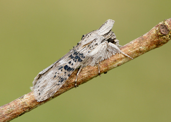 73.050 BF2211 Wormwood Cucullia absinthii
