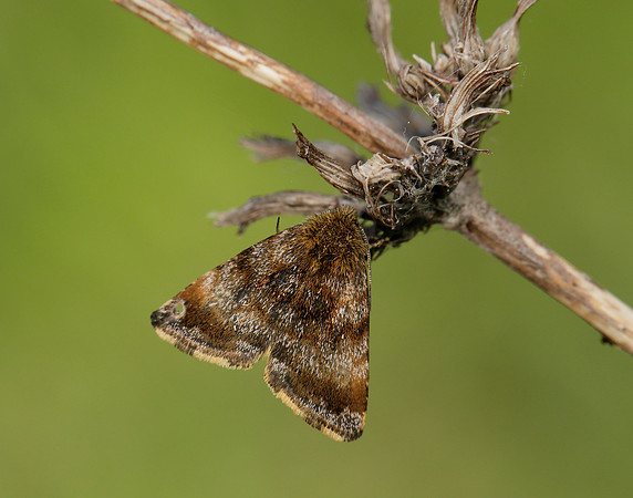 73.048 BF2397 Small Yellow Underwing Panemeria tenebrata