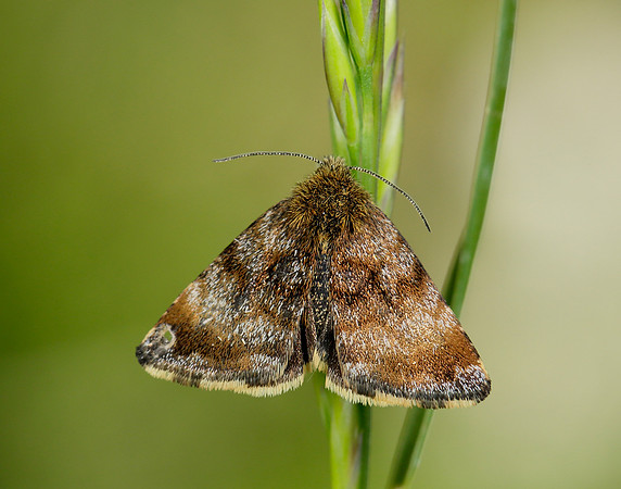 73.048 BF2397 Small Yellow Underwing Panemeria tenebrata