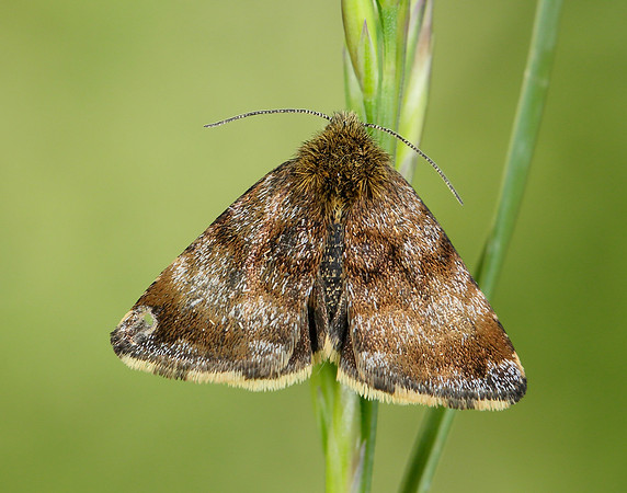 73.048 BF2397 Small Yellow Underwing Panemeria tenebrata