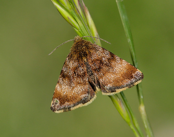 73.048 BF2397 Small Yellow Underwing Panemeria tenebrata