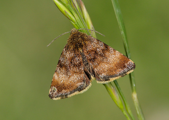 73.048 BF2397 Small Yellow Underwing Panemeria tenebrata