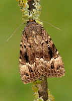 73.062 BF2297 Copper Underwing Amphipyra pyramidea