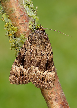 73.062 BF2297 Copper Underwing Amphipyra pyramidea