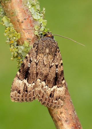 73.062 BF2297 Copper Underwing Amphipyra pyramidea