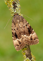 73.062 BF2297 Copper Underwing Amphipyra pyramidea