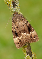 73.062 BF2297 Copper Underwing Amphipyra pyramidea