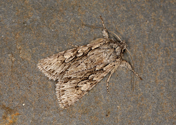 73.069 BF2243 Early Grey Xylocampa areola