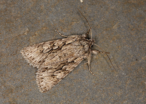 73.069 BF2243 Early Grey Xylocampa areola
