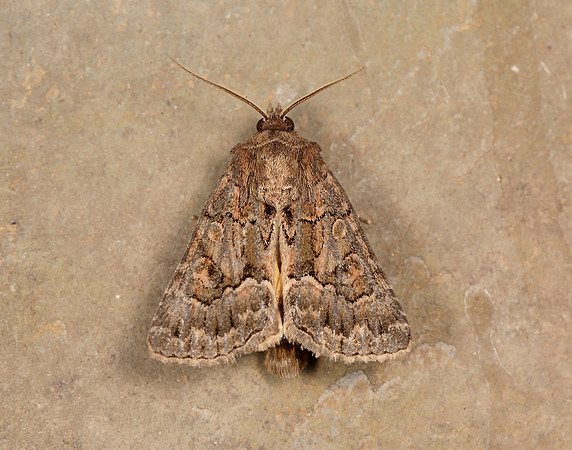 73.109 BF2303 Straw Underwing Thalpophila matura