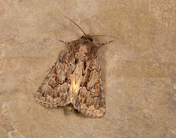 73.109 BF2303 Straw Underwing Thalpophila matura