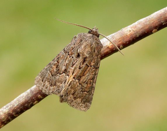 73.109 BF2303 Straw Underwing Thalpophila matura